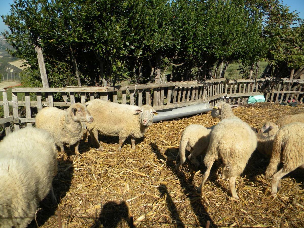 Agriturismo Il Gufo Vila Offida Exterior foto